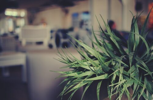 Como transportar plantas na mudança